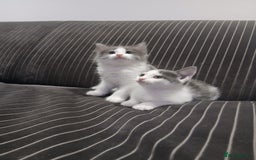 Mixed Breed cats for sale: Two beautifully marked boys - Image 2