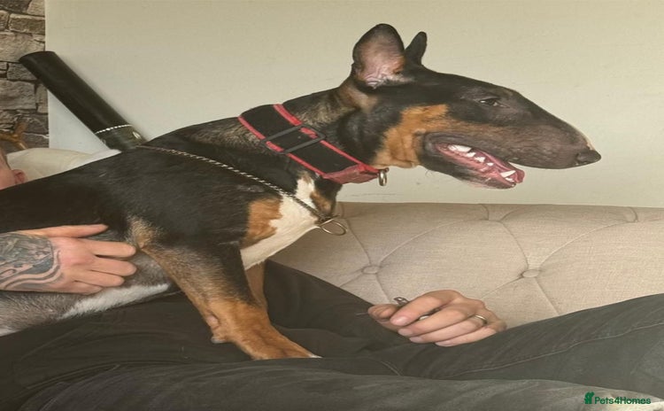 Bull Terrier dogs in Woodbridge - Advert 1