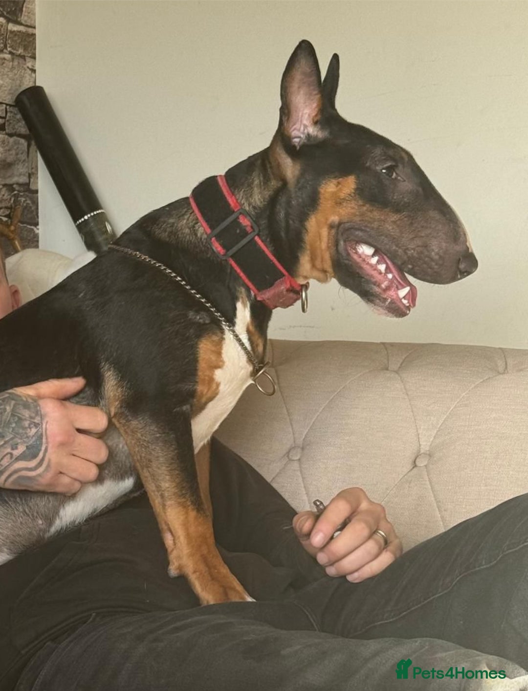 Bull Terrier dogs for sale: Beautiful Tri colored kc reg female  in Woodbridge - Image 1
