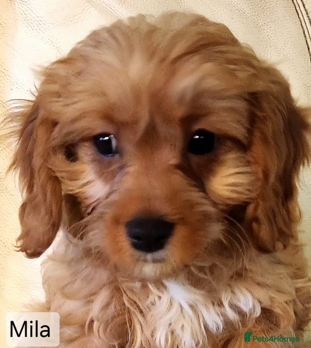 Cavapoo dogs for sale: Miniature Cavapoo Puppies – Home Reared !!! - Advert 16