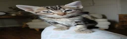 Bengal cats for sale: LAST OF HIS LITTER | KITTEN 3/4 Bengal Boy - Advert 1