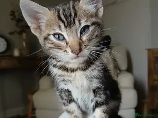 Bengal cats LAST OF HIS LITTER | 3/4 Bengal Boy - Advert 9