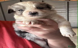 Border Collie dogs for sale: Stunning Border Collie Puppies - Image 11