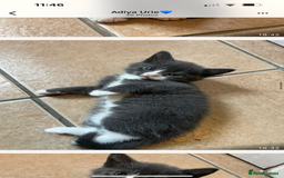 Scottish Fold cats for sale: Scottish fold cross kittens  - Image 7