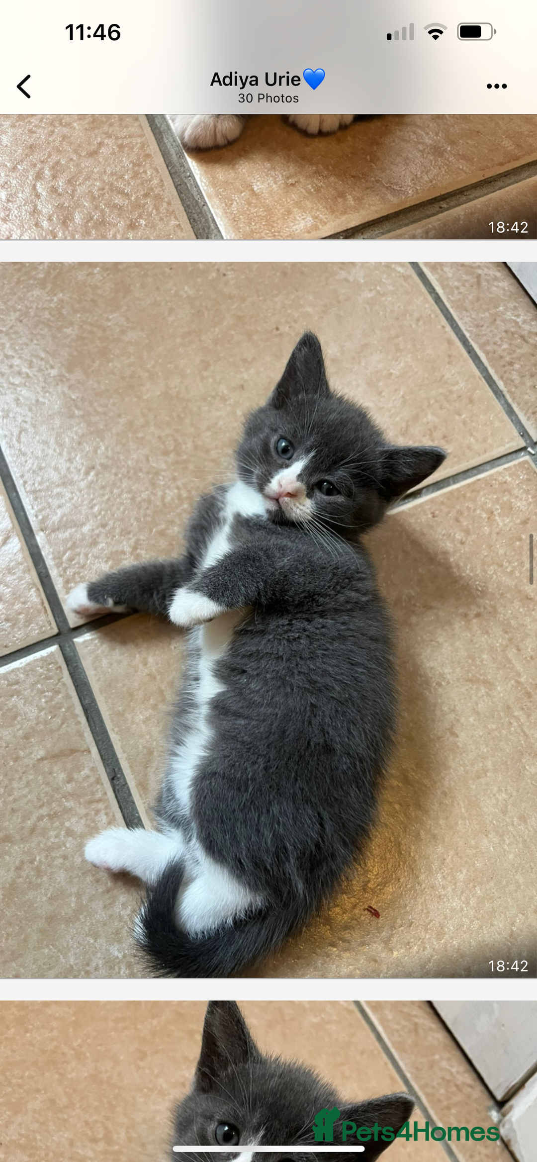 Scottish Fold cats for sale: Scottish fold cross kittens  - Image 7