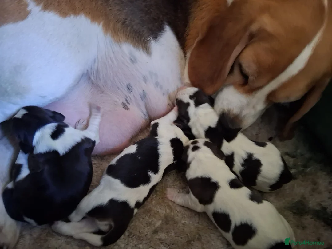 Beagle dogs for sale: Champion Tri-Color Beagles pups! in Doncaster - Advert 2