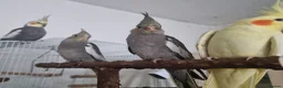 Cockatiels birds for sale: Baby Cockatiel, friendly and tame. Fully weaned.   in Port Talbot - Advert 6