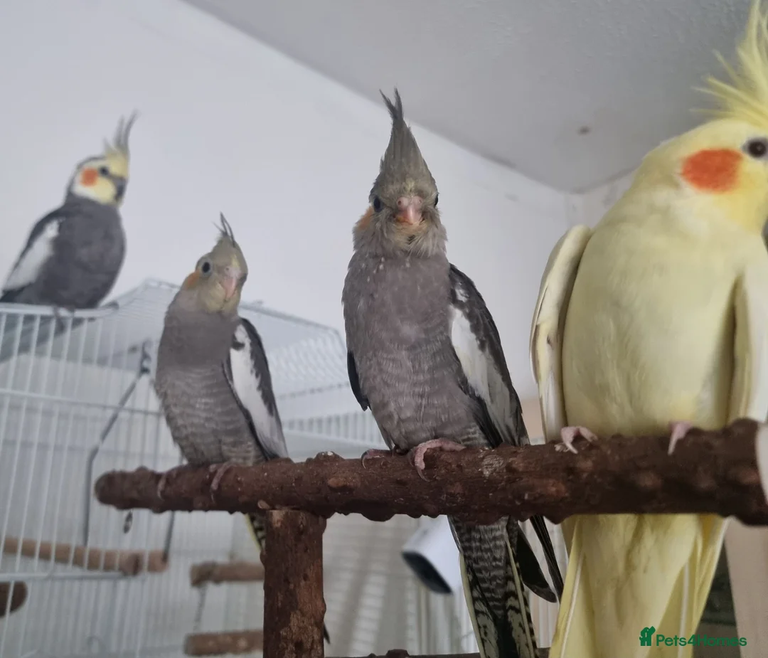 Cockatiels birds for sale: Baby Cockatiel, friendly and tame. Fully weaned.   in Port Talbot - Advert 6