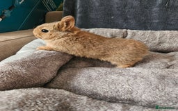 Netherland Dwarf rabbits for sale: Red Agouti Netherland Dwarf girl - Advert 2