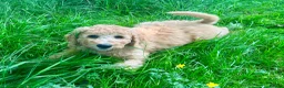 Labradoodle dogs for sale: Stunning F1 labradoodle  - Advert 7