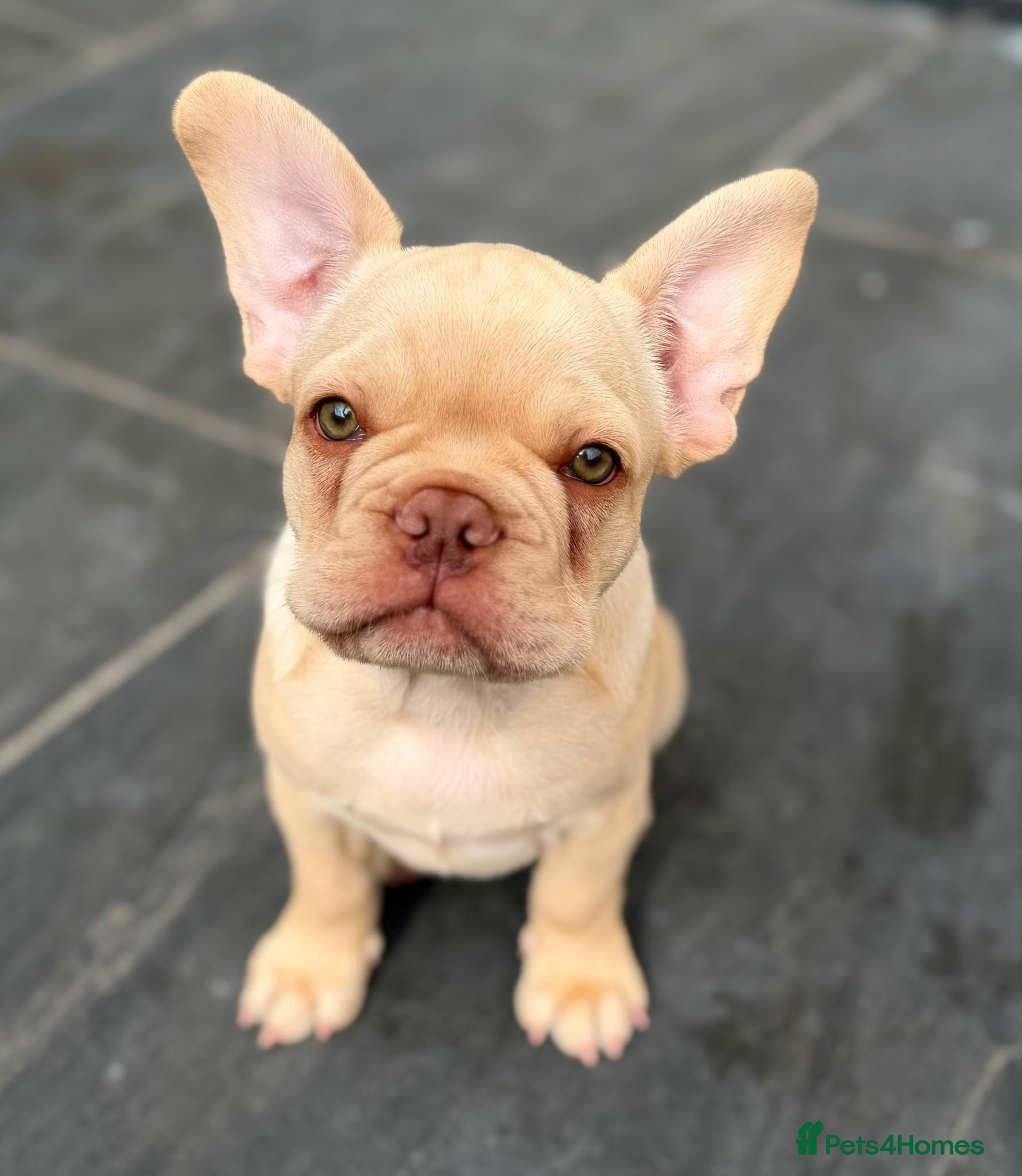French Bulldog dogs ⭐️ REDUCED ⭐️ Stunning French Bulldog Puppies - Advert 19