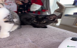 Domestic Shorthair cats for sale: 3 beautiful kittens  - Advert 7