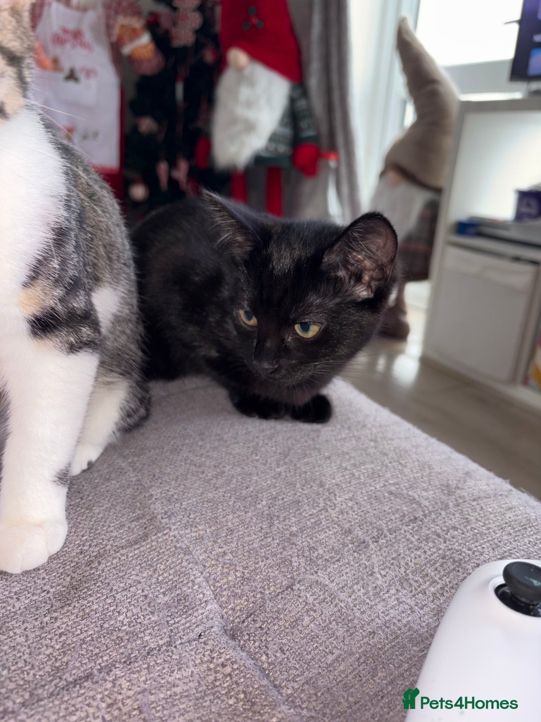 Domestic Shorthair cats for sale: 3 beautiful kittens  - Advert 7