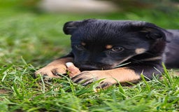 Mixed Breed dogs for adoption: Adorable Monika is ready for her forever home! - Image 10
