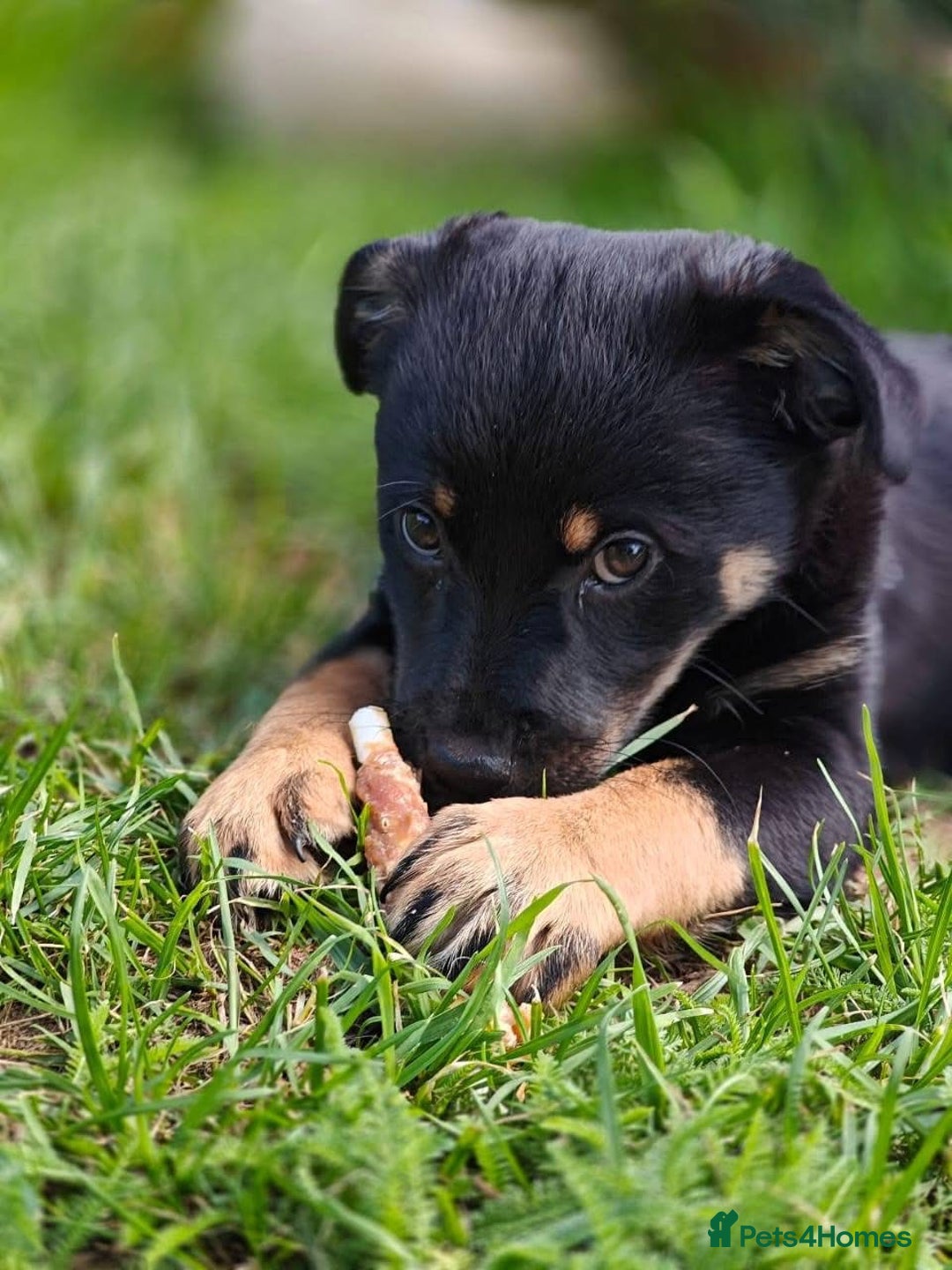 Mixed Breed dogs for adoption: Adorable Monika is ready for her forever home! - Image 10