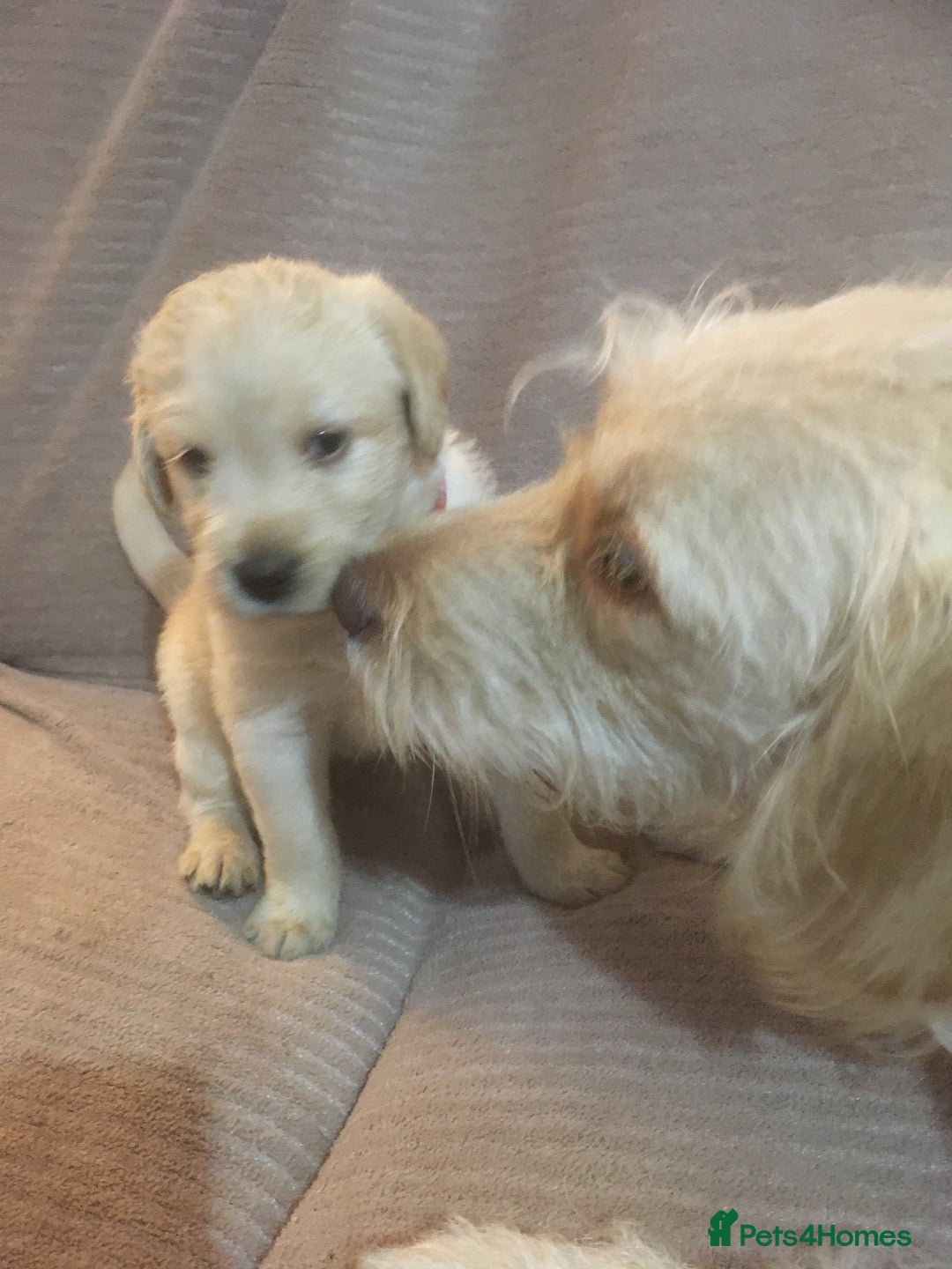 Labradoodle dogs for sale: Labradoodle puppies for sale £600-£750 - Image 23