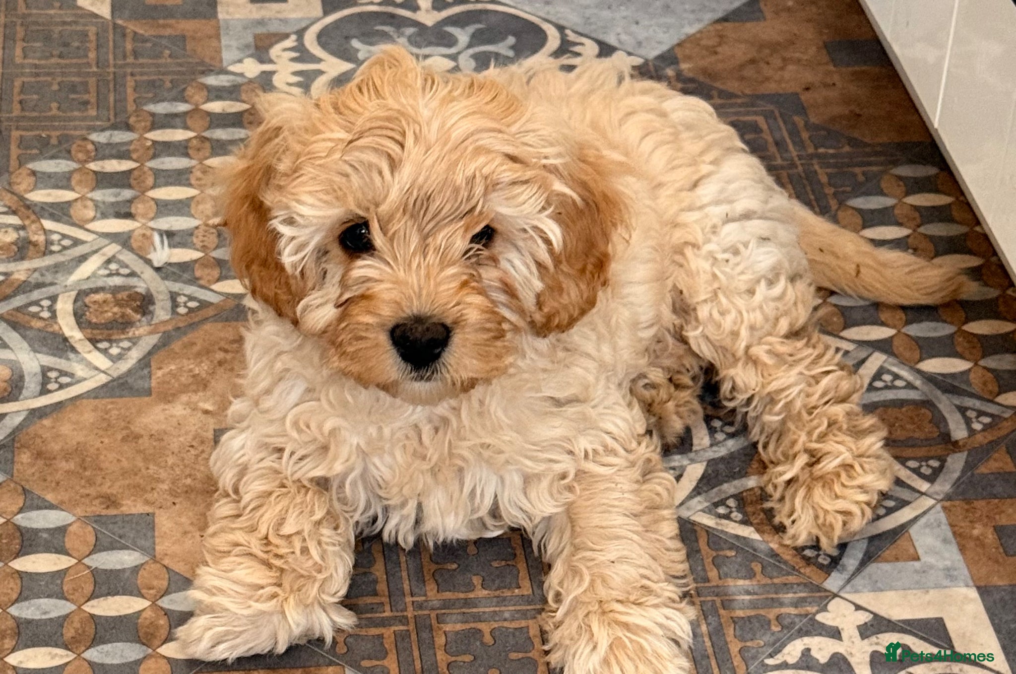Cavapoo dogs Last Girl ❤️🐾 Ready to leave! - Advert 1
