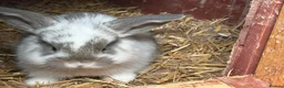 Mixed Breed rabbits for sale: 1 boy and 3 girls bunnys looking for a new home  - Advert 3