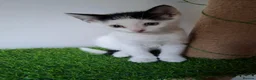 British Shorthair cats for sale: 6 beautiful kittens  in Tipton - Advert 9