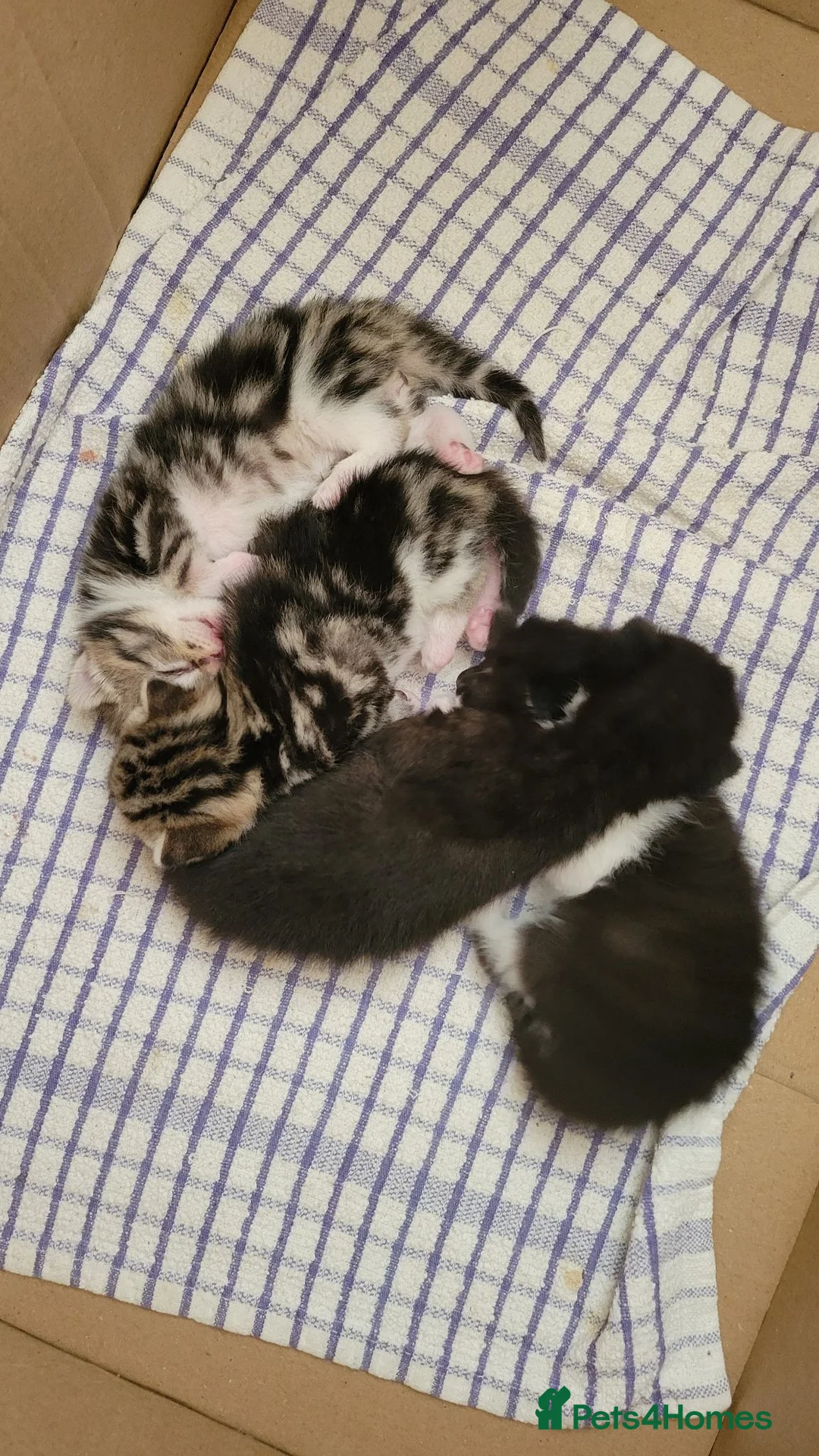 Mixed Breed cats for sale: 4 Adorable kittens looking for beautiful homes  - Advert 20