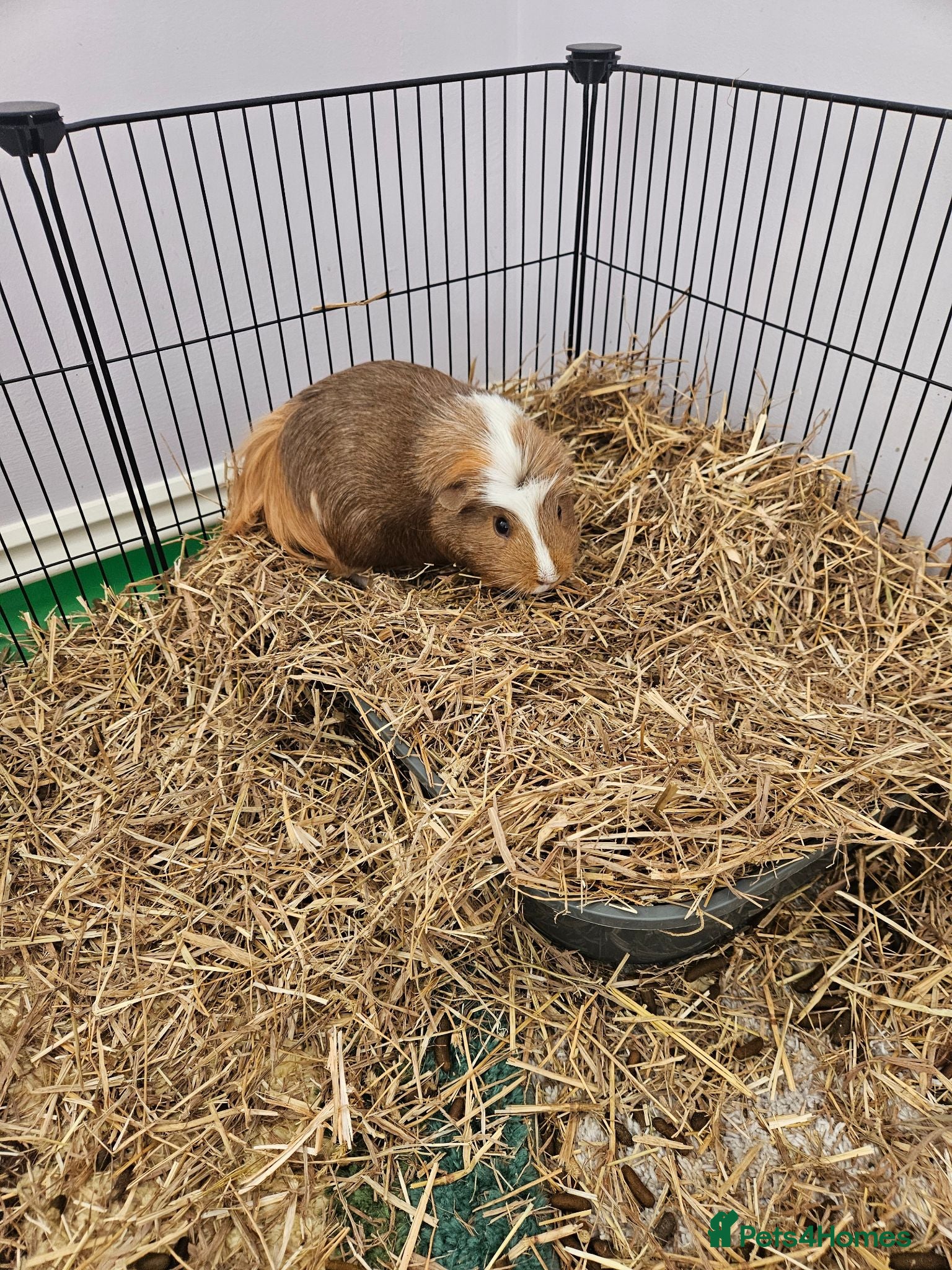 Guinea Pig rodents 2 male guinea pigs - Advert 8
