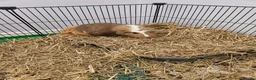 Guinea Pig rodents for sale: 2 male guinea pigs in Bathgate - Advert 1
