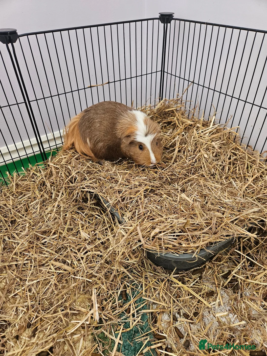 Guinea Pig rodents for sale: 2 male guinea pigs in Bathgate - Advert 1