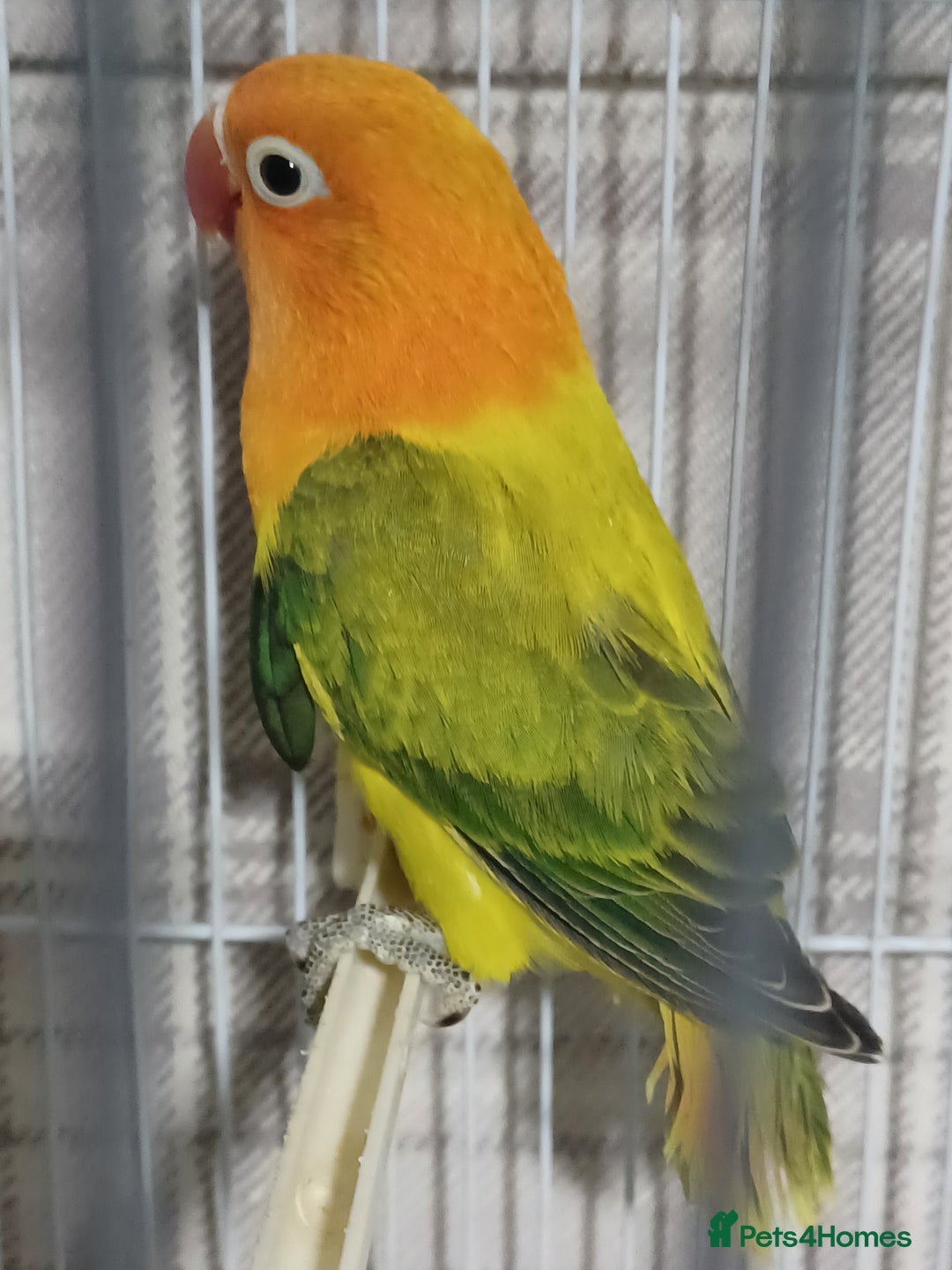 Lovebirds birds for sale: EWING OPLINE YELLOW FACTOR LOVEBIRDS  - Advert 13