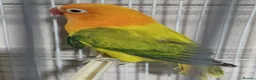 Lovebirds birds for sale: EUWING OPLINE YELLOW FACTOR LOVEBIRDS  - Advert 13