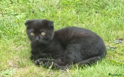 Mixed Breed cats for sale: Kittens - Image 2