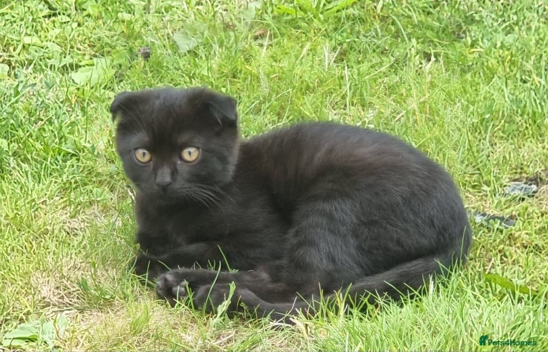 Mixed Breed cats for sale: Kittens - Image 2