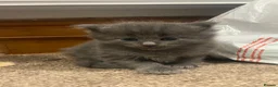 Maine Coon cats for sale: Maine coon kittens - Advert 11