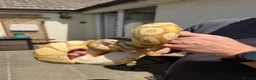 Python Snake reptiles for sale: X2 Ball Pythons in Waterlooville - Advert 4