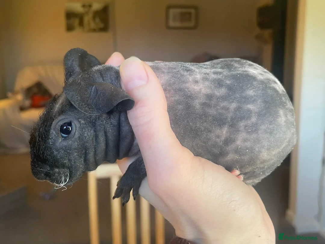 Guinea Pig rodents for sale: Skinny pig boar - Advert 3