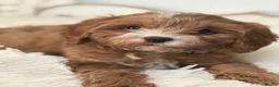 Cavapoo dogs for sale: F1 beautiful red cavapoo puppies Family raised in Sidcup - Advert 7