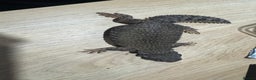 Lizard reptiles for sale: Uromastyx ornate lizard  - Advert 3