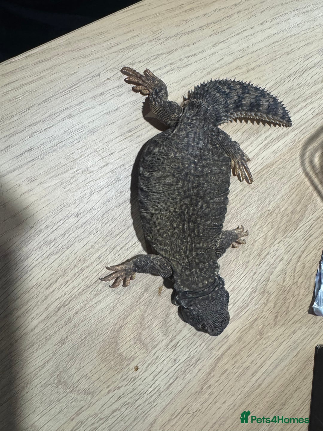 Lizard reptiles for sale: Uromastyx ornate lizard  - Advert 3