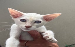 Siamese cats for sale: Only 2 GCCF registered Siamese kittens left. - Image 21