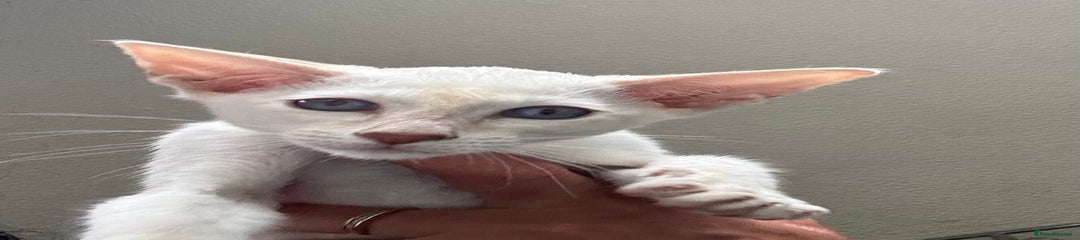 Siamese Kitten 4