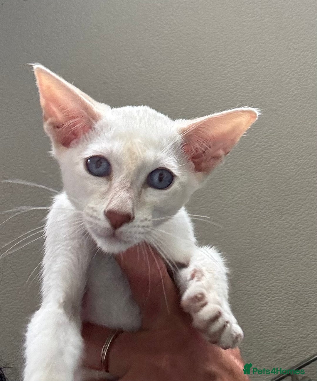 Siamese cats for sale: Only 2 GCCF registered Siamese kittens left. - Image 21