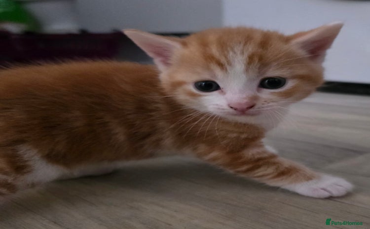 Mixed Breed cats - Advert 11