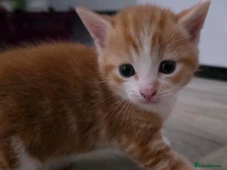 Mixed Breed cats - Advert 4