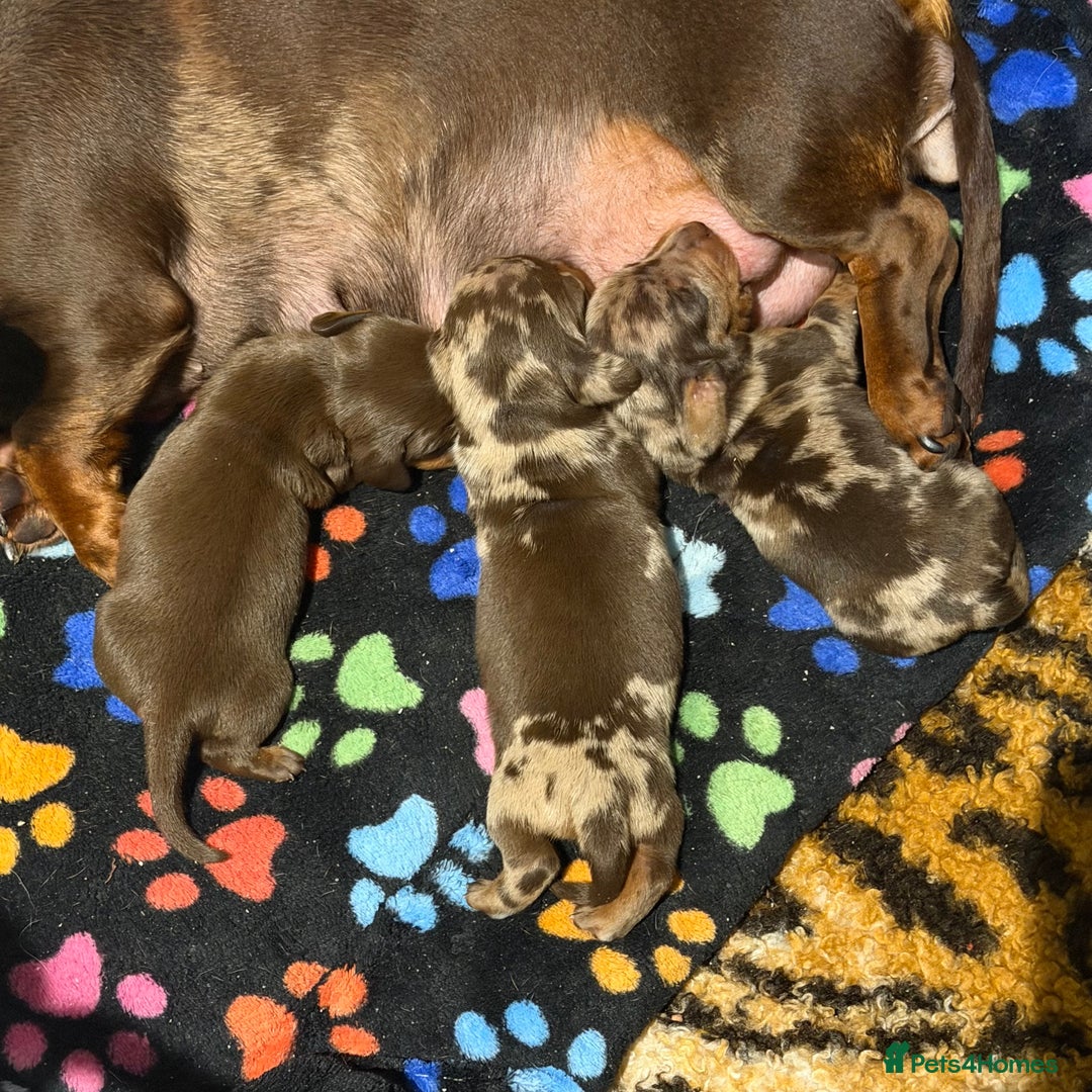 Miniature Dachshund dogs for sale: Stunning puppies,kc reg and pra clear - Advert 10