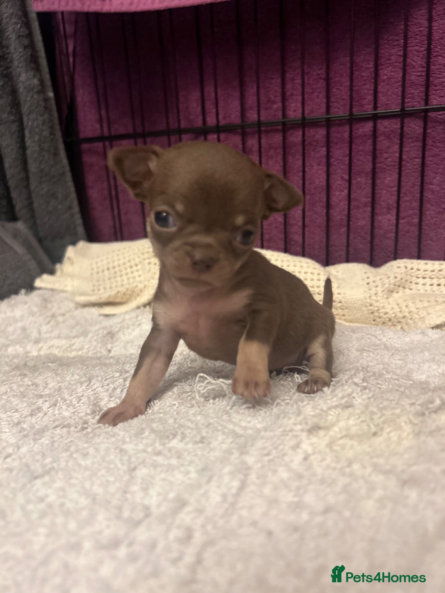 Chihuahua dogs 4 stunning chihuahua puppies 🤎 - Advert 6