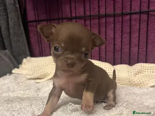 Chihuahua dogs 4 stunning chihuahua puppies 🤎 - Advert 1