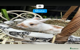 Mini Lop rabbits for sale: Baby Rabbits (ready to reserve) - Image 6