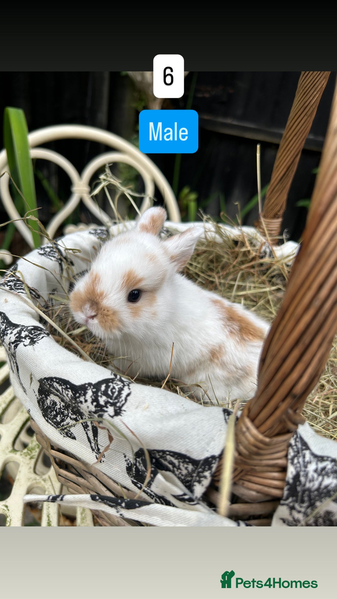 Mini Lop rabbits for sale: Baby Rabbits (ready to reserve) - Image 6