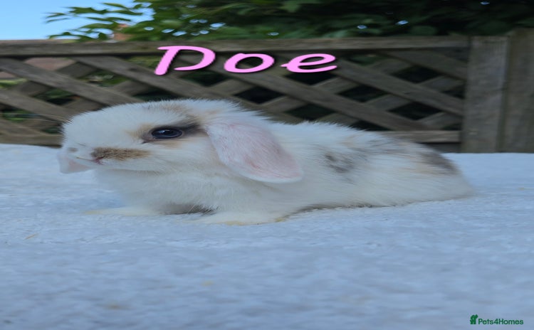 Mini Lop rabbits in Huntingdon - Advert 4