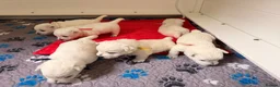 West Highland Terrier dogs for sale: West Highland White Terrier Pups - Advert 6