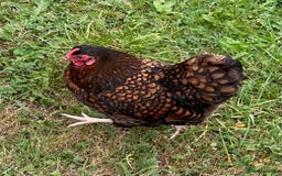 Chickens poultry for sale: Two Wyandotte Chickens For Sale - Image 4